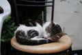 Sleep cat in Macau street