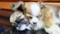 Sleep Chihuahua, small dog, bleed, puppy