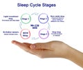 Sleep Cycle Stages Royalty Free Stock Photo