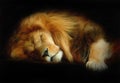 Sleep lion