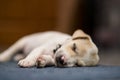 Sleep little cute puppy on blue carpet inside house Royalty Free Stock Photo