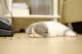 Sleep little Persian kitten in blurred background Royalty Free Stock Photo