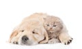 Sleep Puppy Hugging A Cute Kitten. Isolated On White Background