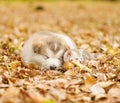 Sleep puppy and the little kitten on fallen leaves Royalty Free Stock Photo