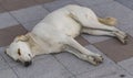 The sleep of a stray dog.