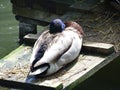 Sleep wary duck at the zoo.