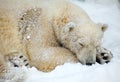 Sleepeng polar bear.