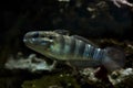 Sleeper Banded goby (Amblygobius phalaena). Royalty Free Stock Photo