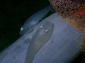 Closeup and macro shot of White Sleeper Goby Valenciennea sexguttata with eggs. It is also known as Ladder Glider Goby, Sixspot