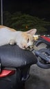 Sleephead cat, sleeping on motorcycle, stray cat