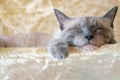 Sleepin' Cat Royalty Free Stock Photo