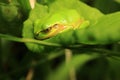 Sleepiness and Comfortable Natural Light with Japanese Tree Frog