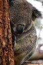 Sleeping adult koala