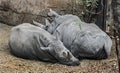 Sleeping african rhinoceroses 1