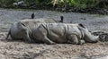 Sleeping african rhinoceroses 2