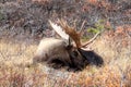 Sleeping Alaska Bull Moose Royalty Free Stock Photo