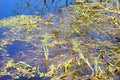 Sleeping alligator Royalty Free Stock Photo