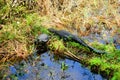 sleeping alligator and turtle Royalty Free Stock Photo