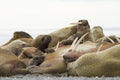 A sleeping alpha walrus male and his females.
