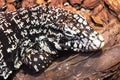 Sleeping Argentine Black And White Tegu Salvator merianae Royalty Free Stock Photo