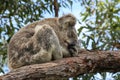 Sleeping Australian koala bear Royalty Free Stock Photo