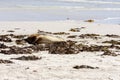 Sleeping Australian Sea Lion on the Kangaroo Island beach, South Australia , Seal bay Royalty Free Stock Photo
