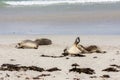 Sleeping Australian Sea Lions Neophoca cinerea on Kangaroo Island coastline, South Australia , Seal bay