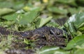 Sleeping baby American Alligator, Okefenokee Swamp National Wildlife Refuge Royalty Free Stock Photo