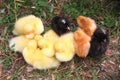 Sleeping baby chickens and ducklings