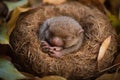 sleeping baby hedgehog curled up in warm and cozy nest of leaves