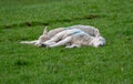 Sleeping baby lambs Royalty Free Stock Photo