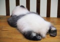 Sleeping baby panda