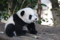 Sleeping Baby Panda in China