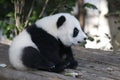 Sleeping Baby Panda in China