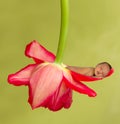 Sleeping baby in red flower cradle