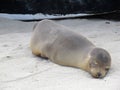 Sleeping baby sea lion Royalty Free Stock Photo