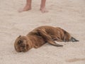 Sleeping Baby Sea Lion Royalty Free Stock Photo