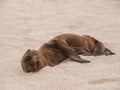 Sleeping Baby Sea Lion Royalty Free Stock Photo