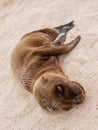 Sleeping Baby Sea Lion Royalty Free Stock Photo