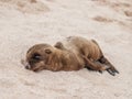 Sleeping Baby Sea Lion Royalty Free Stock Photo