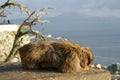 Sleeping Barbary Macaque