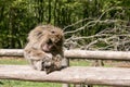 Sleeping Barbary Macaque