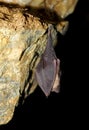 Sleeping bat in cave