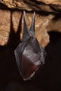 Sleeping bat Royalty Free Stock Photo