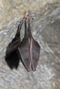 Sleeping bat Royalty Free Stock Photo