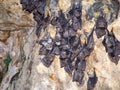 Sleeping bats