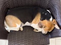 Sleeping beagle dog above top view Royalty Free Stock Photo