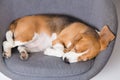 Sleeping beagle dog