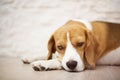 Sleeping beagle dog Royalty Free Stock Photo