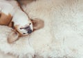 Sleeping beagle dog lies on the fur coverlet on sofa Royalty Free Stock Photo